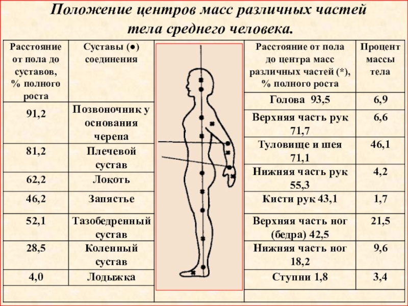 Положение центров масс различных частей тела среднего человека.
