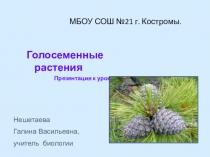 Презентация по биологии на тему Голосеменные растения