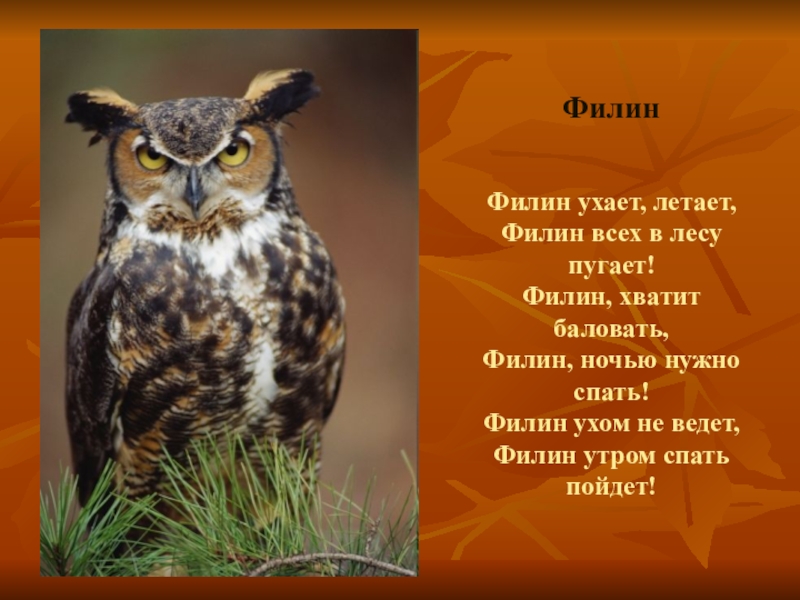 Животные красной книги ивановской области фото и описание