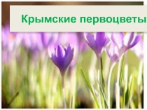 Презентация по дополнительному образованию Крымские первоцветы