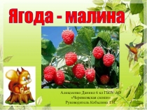 Презентация ягода - малина