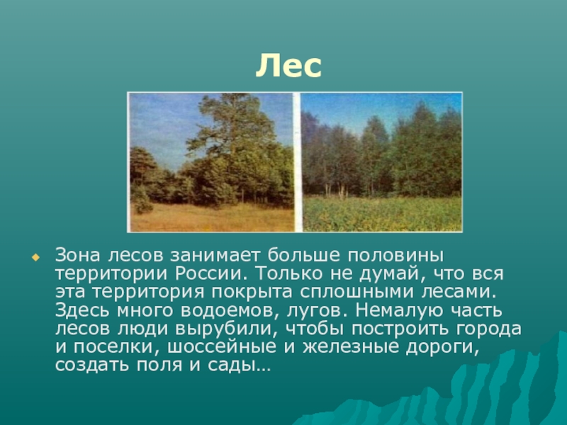 Леса половина территории россии. Какую территорию занимает лес. Леса занимают больше. Зона лесов 4 класс. Какие леса занимают в России наибольшую территорию.