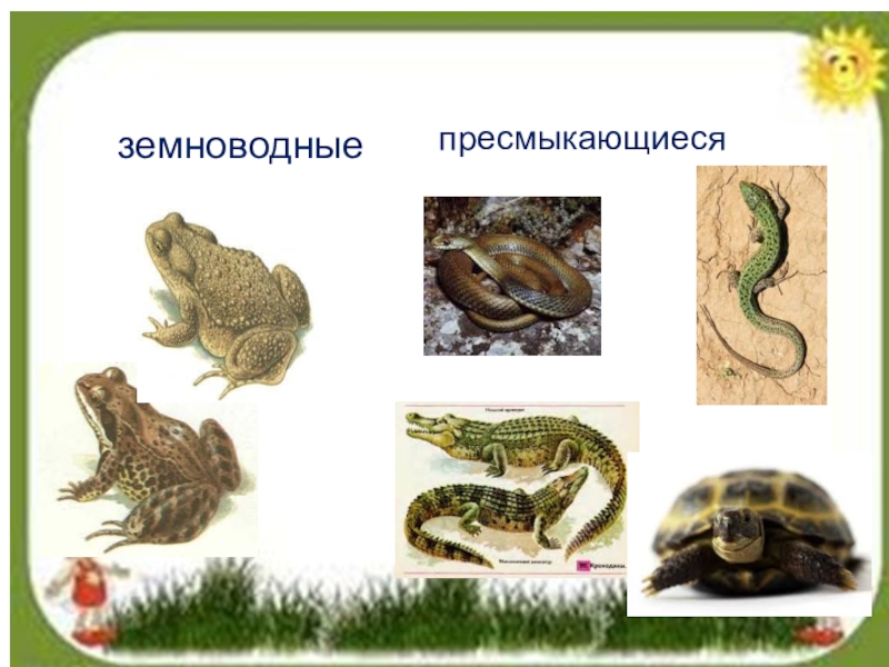 Земноводные и пресмыкающиеся 2 класс окружающий мир презентация