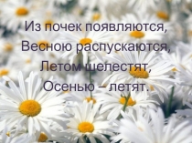 Презентация по биологии на тему Внешнее строение листа (6 класс)