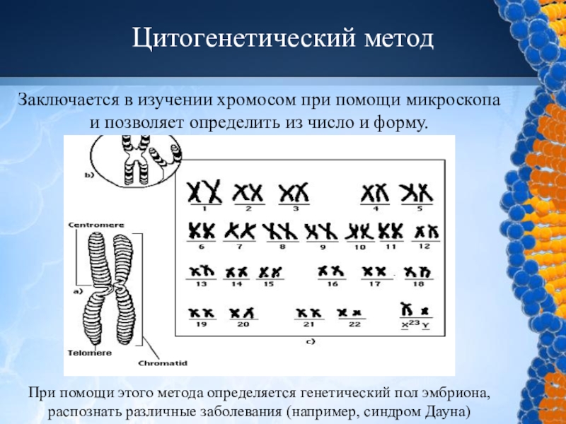 Презентация 9 класс методы изучения наследственности человека