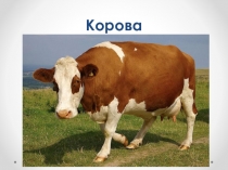 Презентация по биологии на тему Сельскохозяйственные животные. Корова