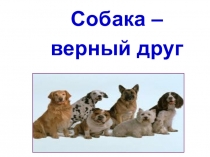 Презентация к классному часу Домашние животные