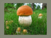 Презентация к уроку по якутскому языку Хоһулаһар бүтэй дорҕооннор.