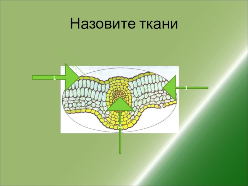 Презентация по биологии 6 класс организм единое целое