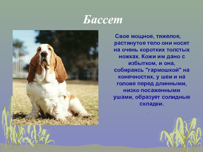 Породы собак 2 класс. Классный час породистые собаки. Породы собак по окружающему миру 2 класс. Окружающий мир 2 класс породы собак кроссворд.