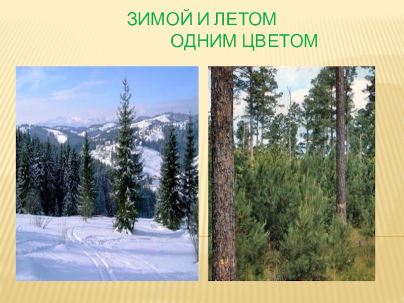 Зимой и летом одним цветом. Хвойные деревья зимой 2 класс окружающий мир. Хвойные деревья презентация 1 класс школа 21 века. Хвойные деревья 1 класс начальная школа 21 века.