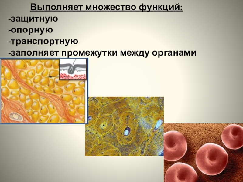 Выполняет защитную функцию какая. Клетки защитной ткани. Защитная функция ткани. Ткань выполняющая защитную функцию. Клетки, выполняющие защитные функции.