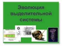 Презентация Эволюция выделительной системы