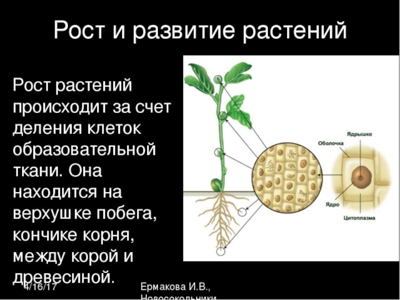Скорость роста корня. Рост и развитие растений. За счёт чего происходит рост растений. Процесс развития растений. Пост и развитие растений.