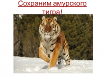 Проект на тему Сохраним амурского тигра