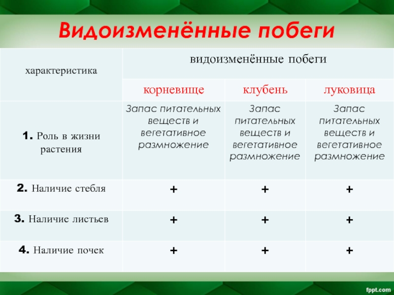 Побег презентация 6 класс