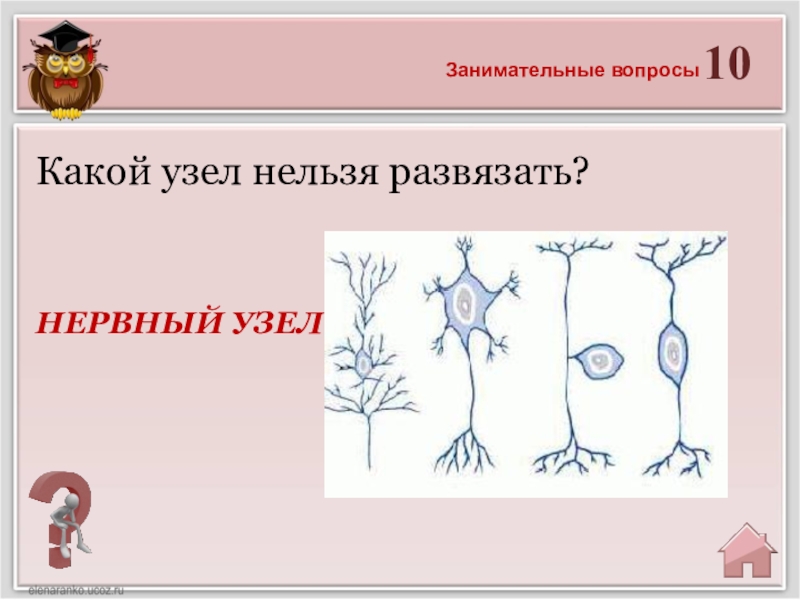 Нельзя узел. Какой узел нельзя развязать загадка. Какой узел нельзя развяза. Какой узел нельзя развязать узел. Викторина по биологии 8 класс человек.