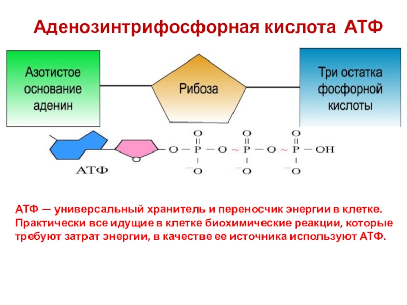 Воспроизводство клеток