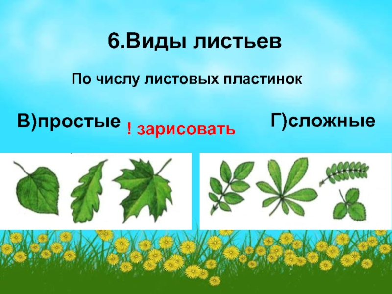 Сколько листьев. Тип листа по количеству листовых пластинок. По числу листовых пластинок. Типы листьев по количеству листовых пластинок. Простые по количеству листовых пластинок.