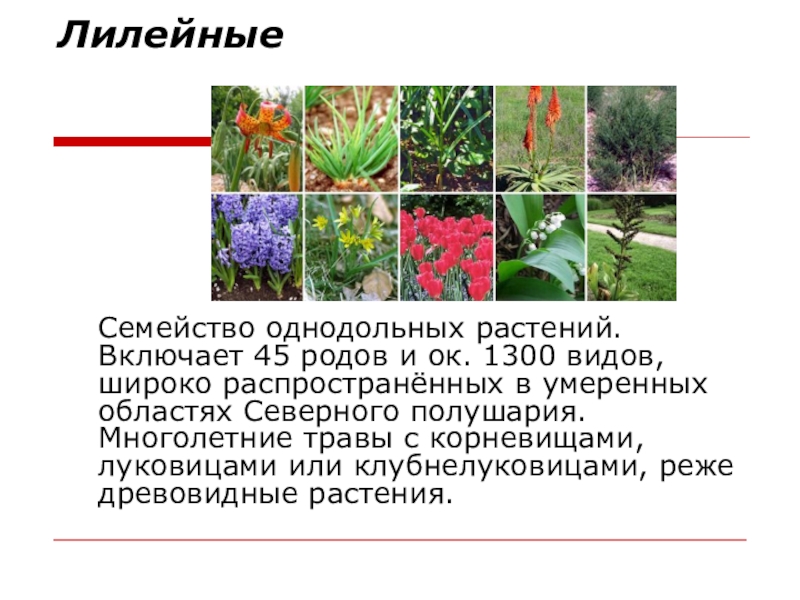 Класс однодольные семейство лилейные и злаки 6 класс презентация