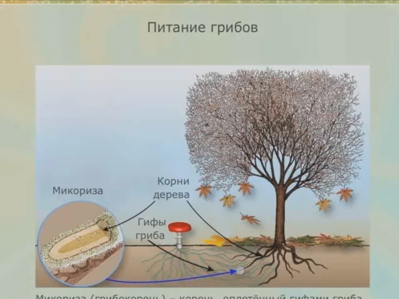 Питание грибов 5 класс биология презентация