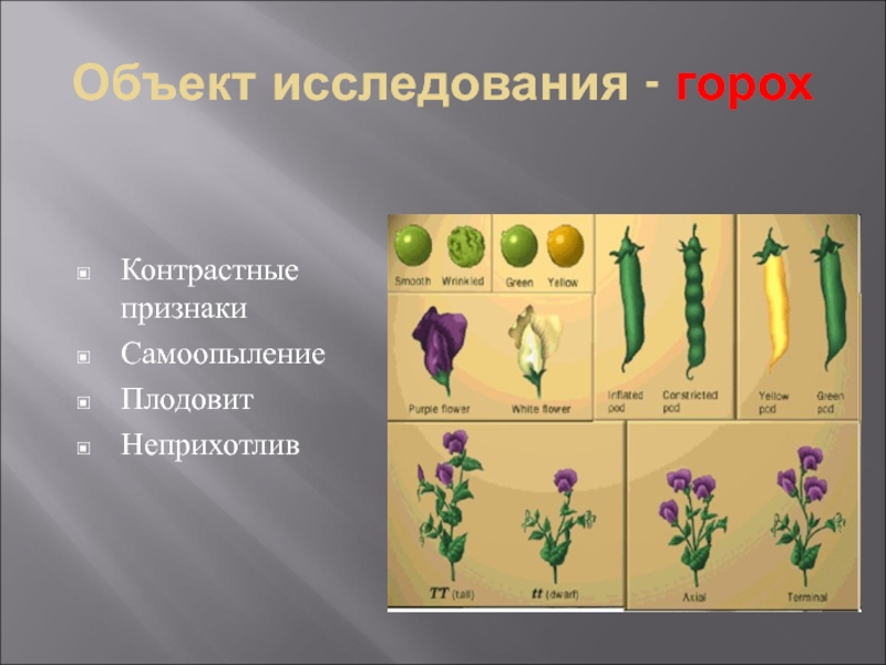 Чистые линии растений получают путем самоопыления. Самоопыление гороха. Контрастные признаки гороха. Контрастные признаки. Наследственные контрастные признаки гороха.