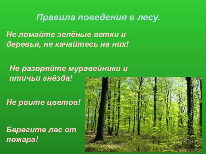 Презентация лес наше богатство для дошкольников