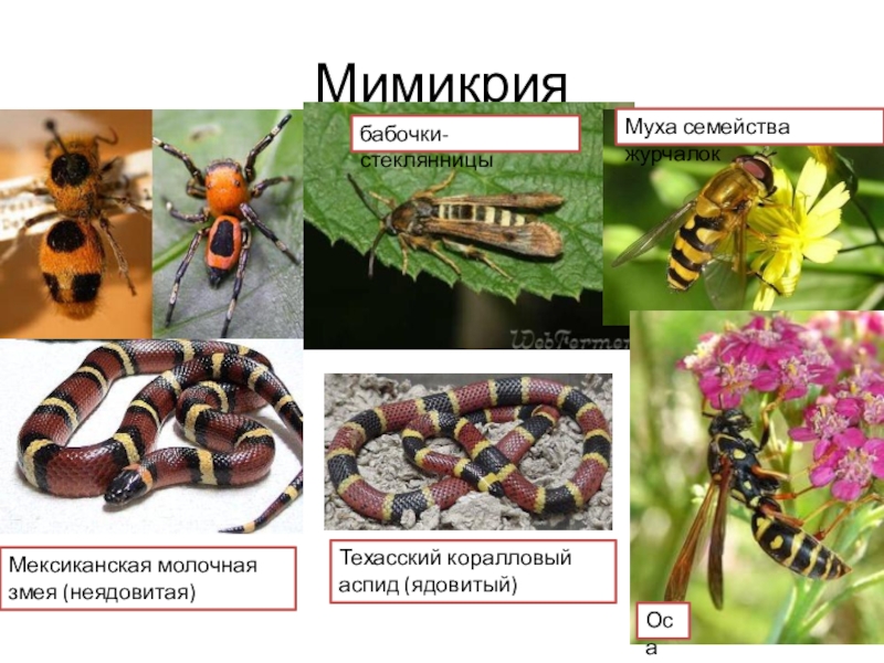 Мимикрия мюллера. Бейтсовская Мимикрия. Коралловый Аспид Мимикрия. Молочная змея и коралловый Аспид Мимикрия.