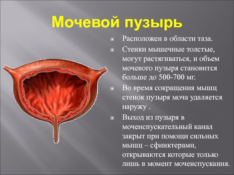 Пузырю что значит. Мочевой пузырь. Гомогенный мочевой пузырь что это. Мускулатура мочевого пузыря.