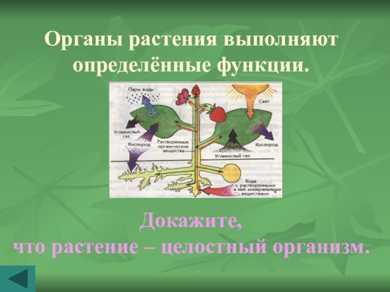 Доказано растения. Функции органов растений. Докажите что растение это целостный организм. Растения выполняют функцию. Растения целостный организм таблица.