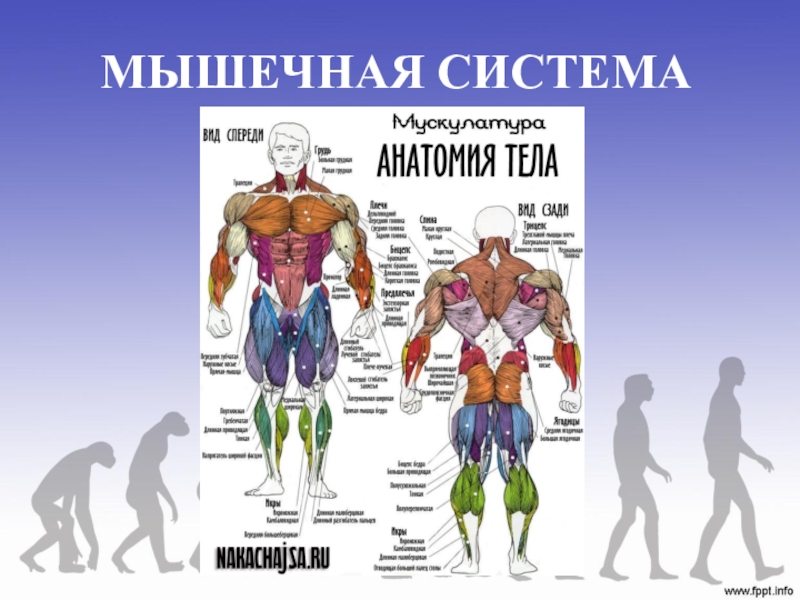 Мышцы человека анатомия картинки с надписями