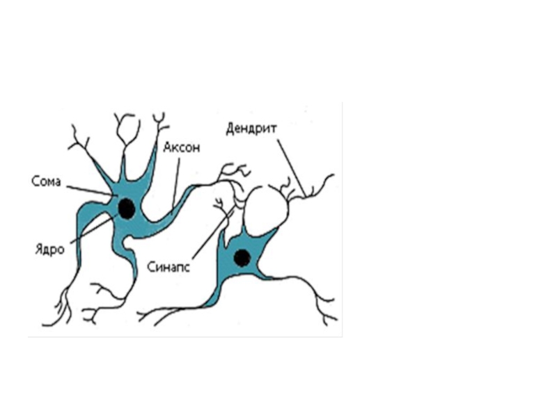 Аксон рефлекс. Аксон дендрит синапс. Нейрон Аксон дендрит. Нейроны аксоны дендриты. Схема нейронов и синапсов.