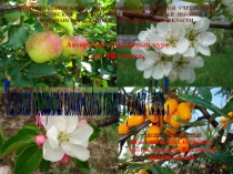 Презентация авторского элективного курса для 10 класса Технология выращивания плодово-ягодных культур в условиях Сибири