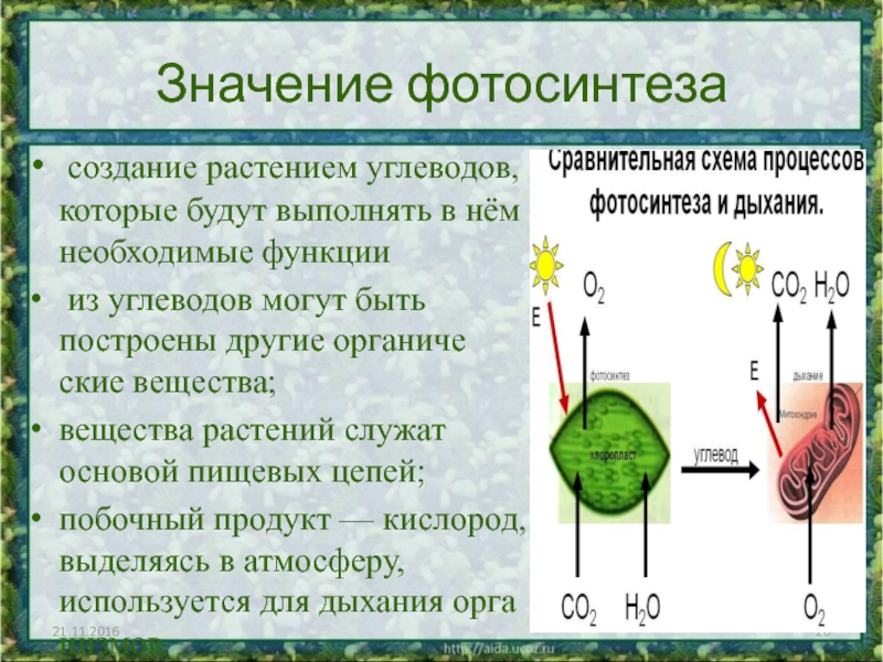 Значение фотосинтеза создание растением углеводов, которые будут выполнять в нём необходимые функции из углеводов мо­гут быть построены