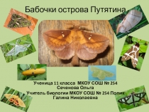 Презентация о бабочках Ночные чешуекрылые