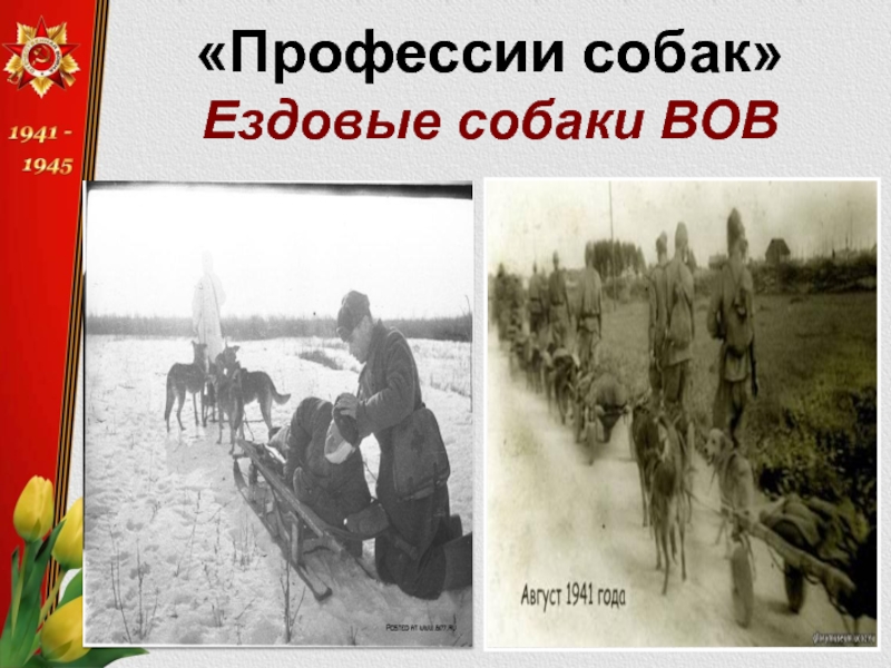 «Профессии собак» Ездовые собаки ВОВ