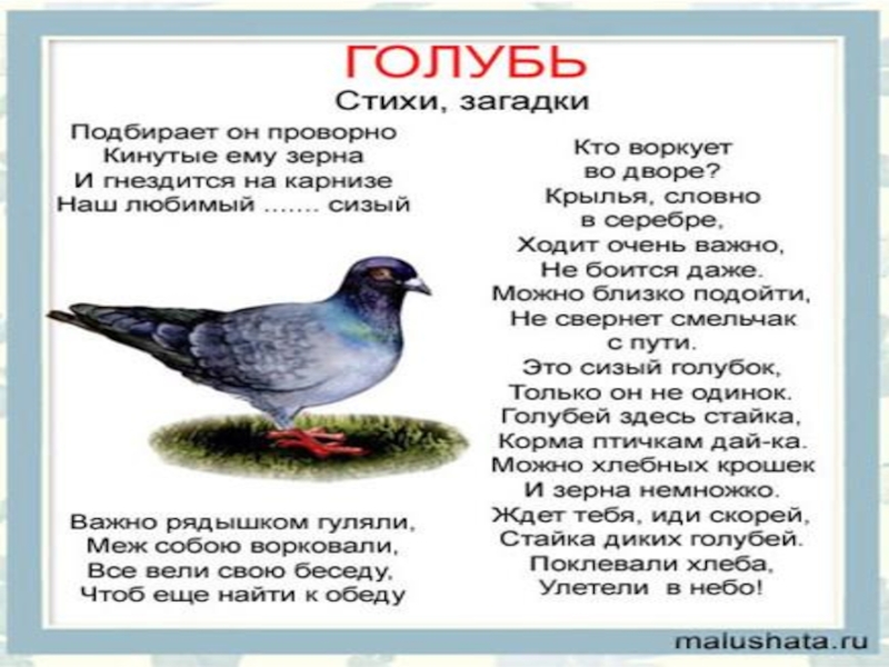 Голубей песенку. Голуби текст. Голубь зимующая птица или Перелетная. Стихи про почтовых голубей. Голубь одинокий стихи.