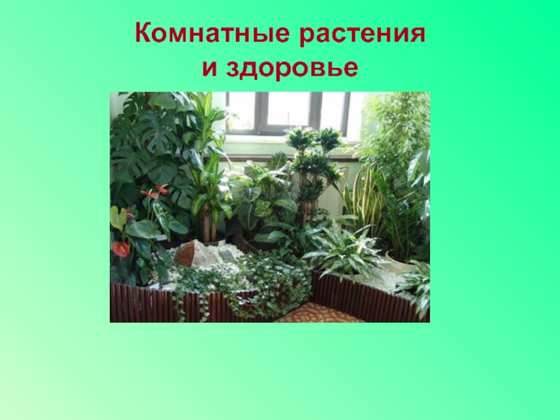 Презентация Презентация для урока технологии Комнатные растения и здоровье (7 класс)