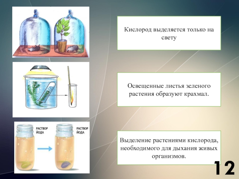 Кислород выделяется в результате