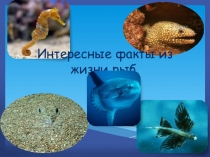 Презентация для внеклассного мероприятия на тему  Интересные факты о рыбах.