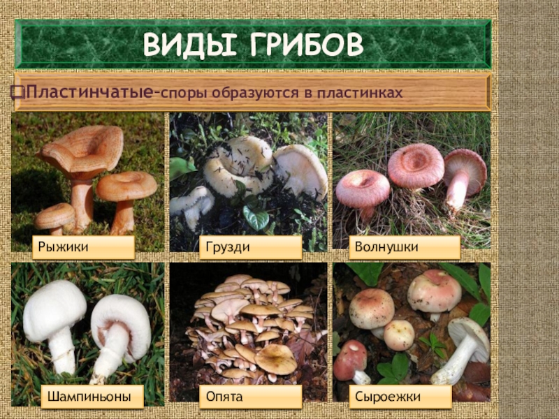 Какие съедобные грибы относятся к группе пластинчатых
