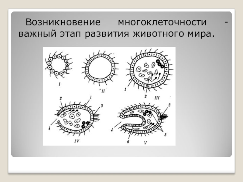 Фагоцителла. Теория фагоцителлы Мечникова. Гипотеза фагоцителлы Мечникова. Теории возникновения многоклеточности. Возникновение многоклеточности.