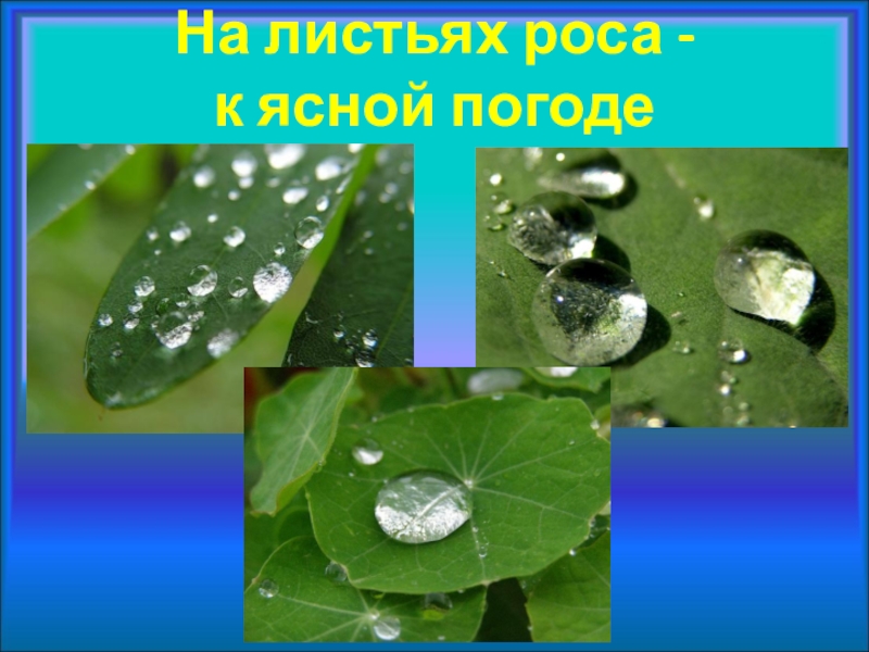 У погоды нет плохой погоды текст. У природы нет плохой погоды. Роса к хорошей погоде. Цитаты про росу на листьях. Роса Живая природа или нет.