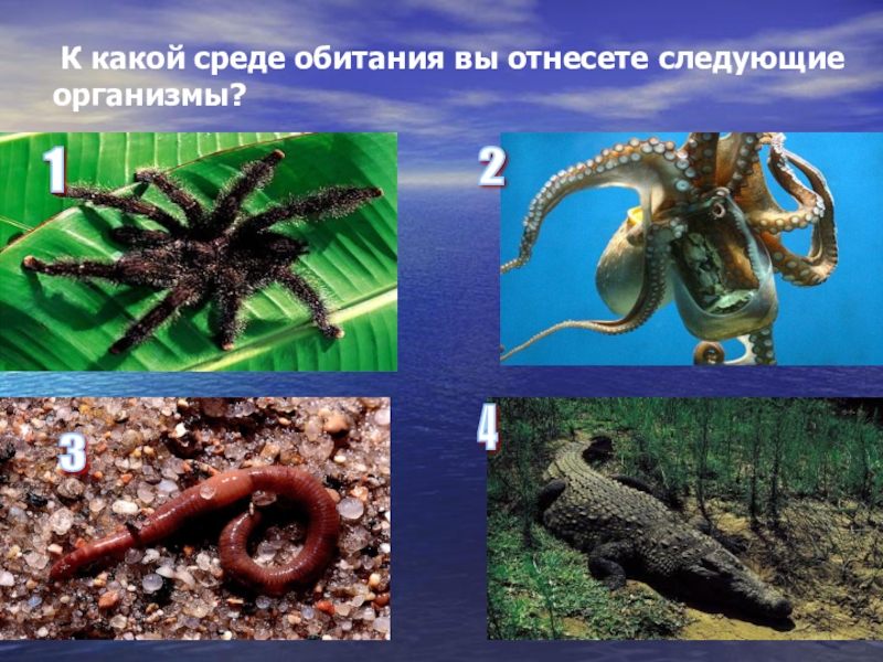 Водная среда обитания организмов 5 класс презентация