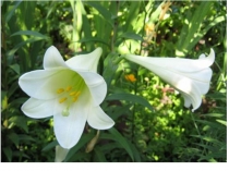 Презентация по биологии на тему Питание растений (6 класс)