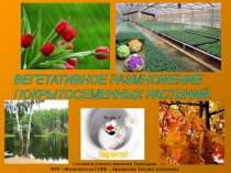 Вегетативное размножение растений (6 класс0