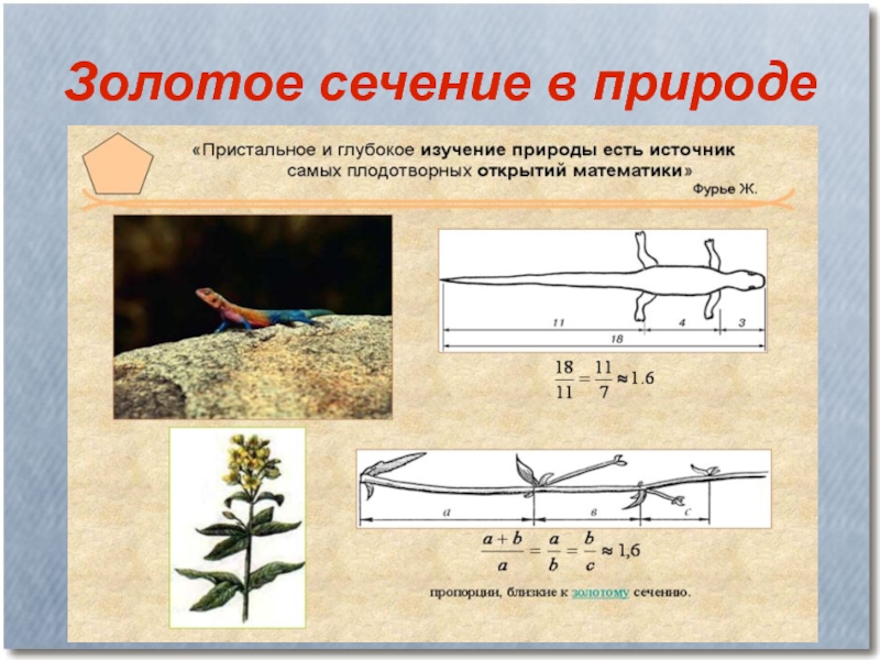 Презентация золотое сечение 6 класс