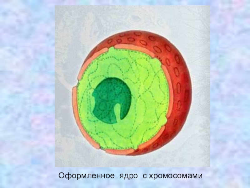 Ядро процесс биология. Ядро и ядрышко. Ядро и ядрышко клетки. Изображение ядра клетки. Строение ядра клетки.
