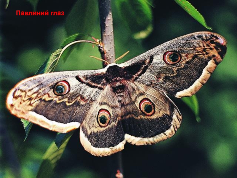 Крупные бабочки краснодарского края фото и названия