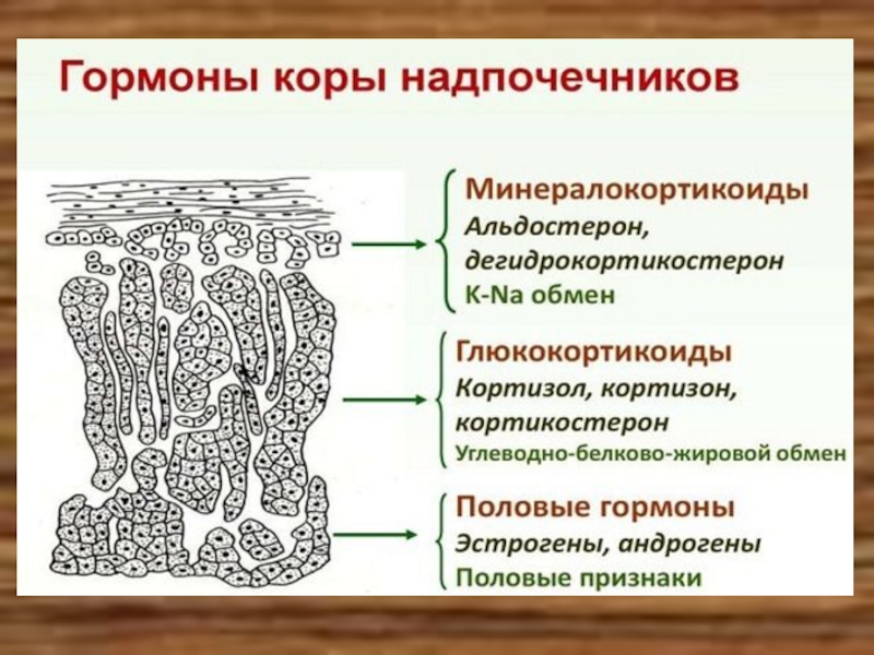 Гормоны мозгового и коркового слоя надпочечников